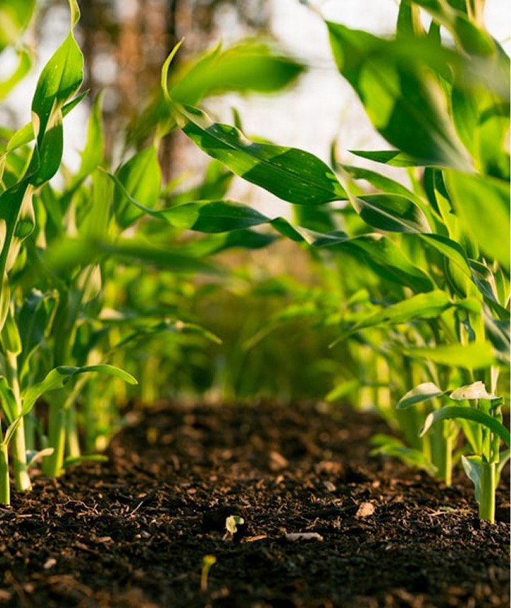 Young maize plants growing in rich soil