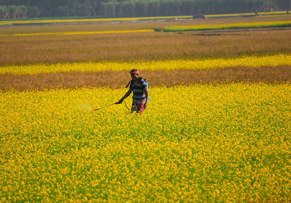 Farmer spraying a field of yellow mustard flowers