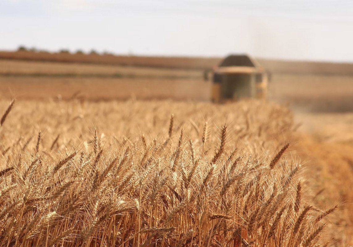 Combine harvester in a ripe wheat field
